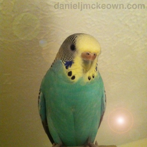 Belle the parakeet
