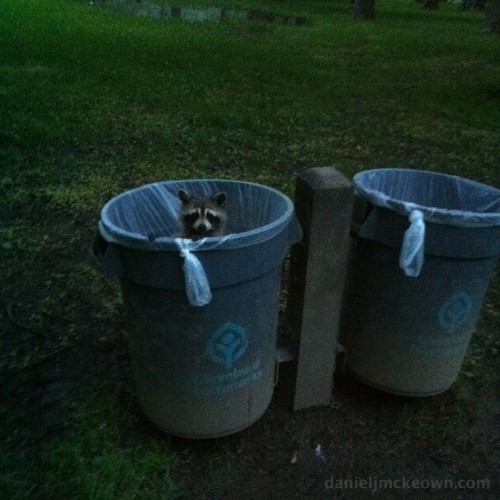 raccoon in trash bin