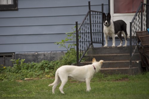 dogs in Oconto, Wisconsin
